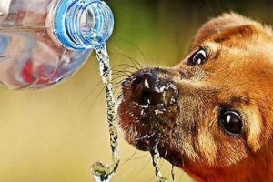 泰迪犬突然大量饮水的原因及应对方法（揭秘泰迪犬大量饮水背后的健康问题与解决方案）