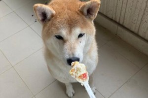 柴犬的饮食需求与健康生活（一起来了解柴犬的合理饮食习惯和食物选择）