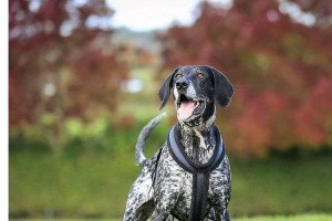 如何处理波音达犬的打架行为（探讨针对波音达犬打架的有效解决方案）