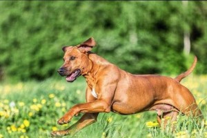 罗得西亚脊背犬的饲养方法（了解罗得西亚脊背犬的特点，做好饲养准备）