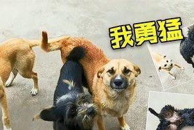 泰迪犬装死训练的技巧与方法（轻松掌握！让宠物泰迪犬成为“装死高手”的秘诀）