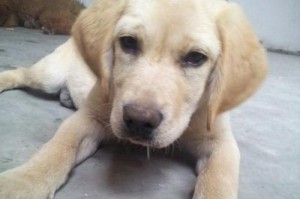 拉布拉多长不大的原因（探寻拉布拉多成犬后不再长大的原因及其影响）