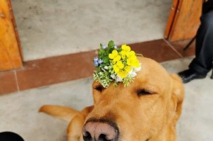 MyBelovedPet（ASpecialBondandtheMeaningfulNameThatCapturesIt）