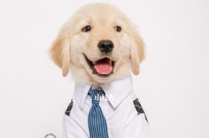 金毛犬的饮食奶选择（全面了解金毛犬的饮食需求与奶制品）