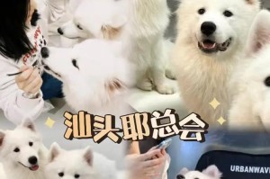 如何为你的萨摩宝宝取一个合适的名字（探索与相关的名字选择策略）