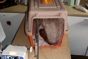 猫咪输液时间有多长？（了解猫咪输液时间的重要性及注意事项）