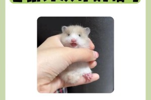 养仓鼠的危害（小心！养仓鼠可能对你和你的家人造成这些危害）