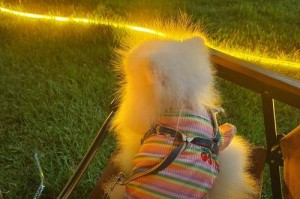 狗和人一起跑步的好处（为什么狗和人跑步是最佳的搭档）