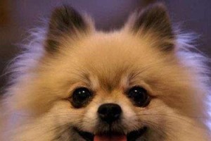 小狗感冒应该吃什么？（为你的小狗选择适合的食物。）