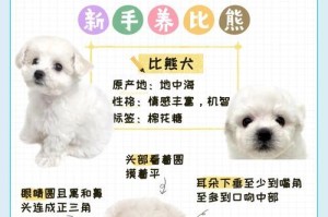 如何喂养比熊犬（注意事项与关键技巧）