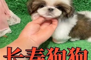 盘点最适合喂狗狗的5种食物（了解狗狗饮食，做贴心主人）