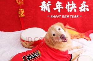 金毛红色狗狗（探索金毛红色狗狗的美丽与魅力）