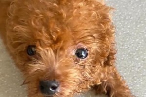 泰迪幼犬期的科学喂养方法（营养均衡、细心呵护，让你家泰迪健康成长）