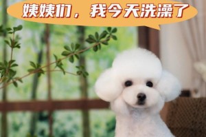 小型犬洗澡需要花费多少时间？（了解小型犬洗澡所需时间的关键因素）