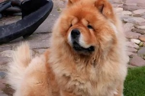 松狮犬的合适饮食量（每顿食量和每日摄入量的建议及重要性）