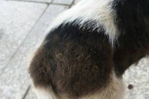 狗狗尾巴出血可能是哪些病？（了解狗狗尾巴出血的原因和治疗方法）