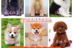 选择狗舍地面的最佳材料（为您的爱犬提供舒适和安全的居住环境）