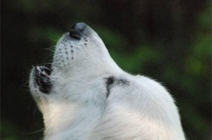 提高大白熊犬免疫力，从这些方面入手（控制饮食，定期检查，合理运动，关注环境）