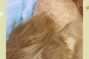 狗狗胎毛修剪时间的重要性（为什么我们需要定期修剪狗狗的胎毛？）