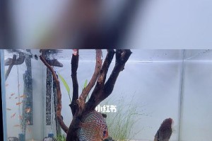 打造精美造景鱼缸，选择适合养殖的鱼种（以造景鱼缸为中心，选择适合养殖的热带鱼品种）