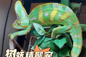 秘鲁蜥蜴的价格与市场情况（探索秘鲁蜥蜴市场的价格波动与变化趋势）