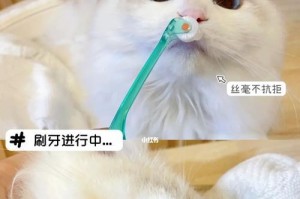 让猫咪也拥有洁白牙齿的方法（以给猫咪刷牙可以试试这个方法为突破口，轻松让你的宠物远离口臭）