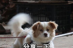 购买狗狗前的准备工作（准备什么东西，让你的新家庭成员感到舒适和安全）