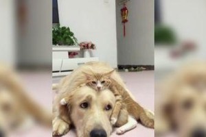 猫的按摩疗法（探索猫咪按摩的神奇功效和科学原理）