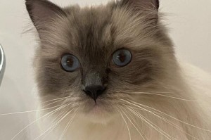 猫嘴巴的毛（揭秘猫嘴巴的毛——一种神奇的保护机制）