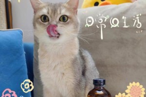 如何预防宠物猫咪脱毛？（15个小窍门让你的猫咪毛发更健康）