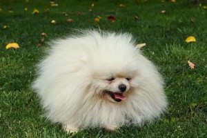 幼犬饮食指南（为你的宝贝提供适宜的营养，）