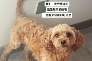 泰迪犬断尾之谜（探究泰迪犬断尾现象的原因与影响）