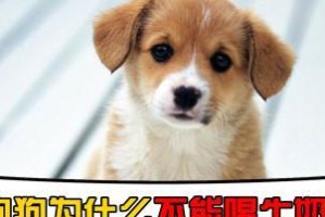为什么狗狗不能以牛奶为主食？（探讨狗狗饮食中牛奶的不适性）