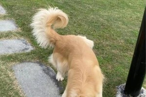 为什么狗狗在排便前要转圈？（探究狗狗转圈的原因及意义）