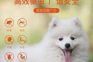 如何防止狗狗长跳骚（宠物狗的跳骚原因及预防措施）