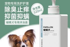 爱护小蝴蝶-蝴蝶犬日常护理（从日常清洁到健康维护，让你的小蝴蝶更幸福）