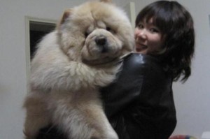 以松狮是什么狗配出来的？（探寻以松狮的犬种背景及特征）