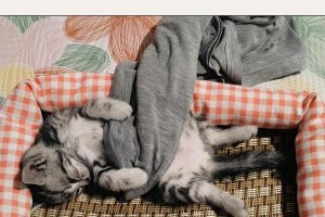 小猫回家后拉稀多久可以恢复正常？（养猫新手必读，了解小猫回家后拉稀的原因及处理方法）