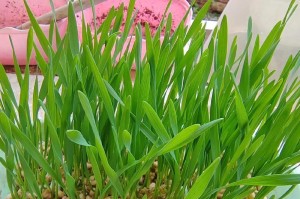 探秘猫草的种植方法与功效（种植猫草的7大关键要点，让宠物更健康快乐）
