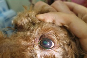 为什么狗怕泰迪？（揭秘狗狗对泰迪的恐惧原因与解决方法）