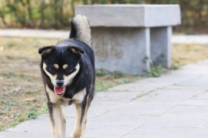 草狗的饲养方法及注意事项（从幼年到成年，正确养护你的草狗）