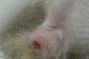 狗狗为什么会流出液体？（了解狗狗分泌液体的原因与处理方法）
