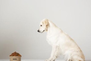 如何训练高加索犬不护食（从宠物的角度出发，让高加索犬不再护食）