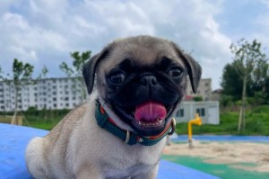 探秘以巴哥犬的成长及饲养技巧（了解以巴哥犬的成长规律和专属饲养方法）