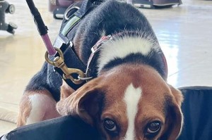 揭秘检疫犬（以金毛为主的检疫犬团队，背后隐藏的惊人智慧）