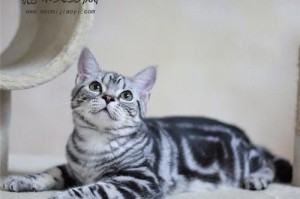 猫咪品种的特点和空运禁忌（探索不能空运的猫咪品种和原因）