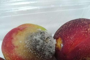 小狗发烧、拉肚子和呕吐的原因及处理方法（了解小狗常见疾病，帮助提前预防和治疗）