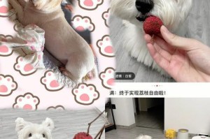 以西高地白梗为宠物如何驱虫（从预防到治疗，让爱犬远离寄生虫）