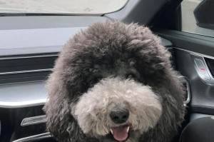 贵宾幼犬为什么一直舔毛？（探究贵宾幼犬舔毛行为的原因及影响）