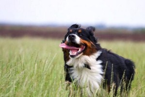 如何帮助伯恩山犬缓解拉肚子的不适（从饮食到药物，全面解决宠物拉肚子问题）